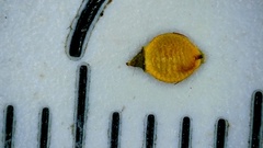 Rhynchospora recognita