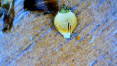 Rhynchospora recognita