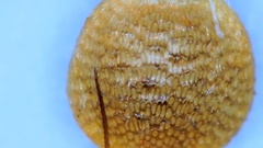 Rhynchospora recognita