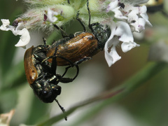 Labidostomis longimana