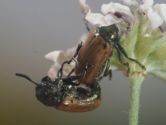 Labidostomis longimana