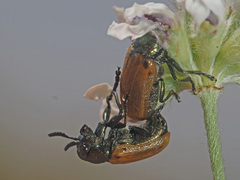 Labidostomis longimana