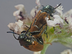 Labidostomis longimana