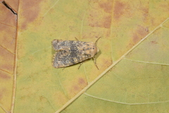 Polymixis argillaceago