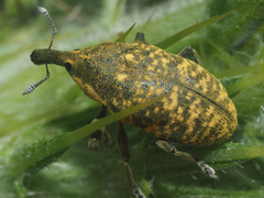 Larinus sturnus