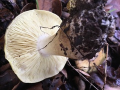 Tricholoma