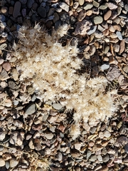 Dasyochloa