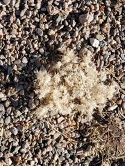 Dasyochloa
