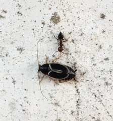 Phyllodromica marginata