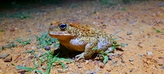 Incilius occidentalis