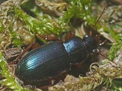 Ophonus azureus