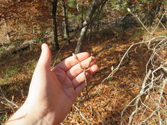 Rhododendron austrinum