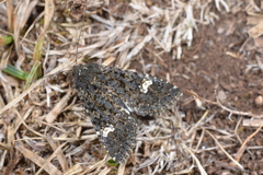 Polymixis serpentina