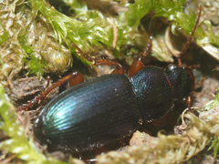 Ophonus azureus