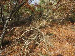 Rhododendron austrinum