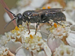 Hylaeus nigritus