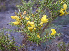 Ulex argenteus subsericeus