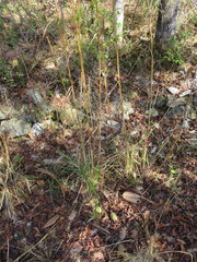 Andropogon cretaceus