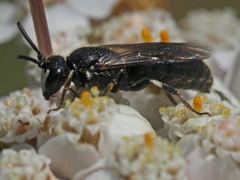 Hylaeus nigritus