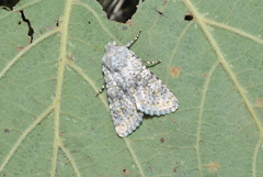 Polymixis xanthomista