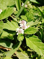Phyla nodiflora