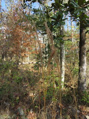 Andropogon cretaceus