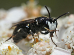 Hylaeus nigritus