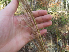 Andropogon cretaceus