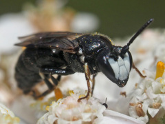 Hylaeus nigritus
