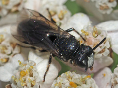 Hylaeus nigritus