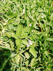 Phyla nodiflora