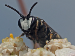 Hylaeus nigritus