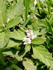 Phyla nodiflora