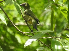 Tersina viridis