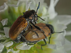 Labidostomis longimana