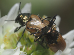 Labidostomis longimana