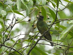 Tersina viridis
