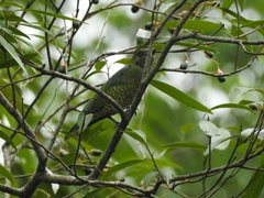 Tersina viridis
