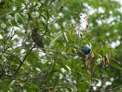 Tersina viridis