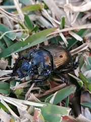 Ceratophyus hoffmannseggi