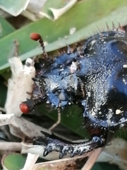 Ceratophyus hoffmannseggi