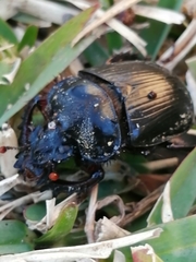 Ceratophyus hoffmannseggi