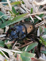 Ceratophyus hoffmannseggi