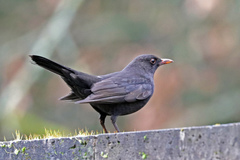 Turdus merula