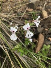 Pelargonium ranunculophyllum