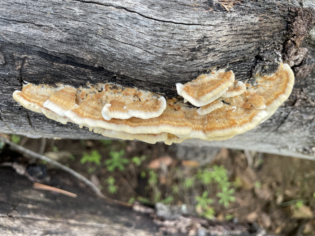 Deercolored Trametes in August 2021 by Jonathan Frank ?? iNaturalist