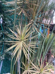 Dracaena reflexa angustifolia