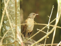 Turdus leucomelas