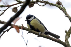 Parus major