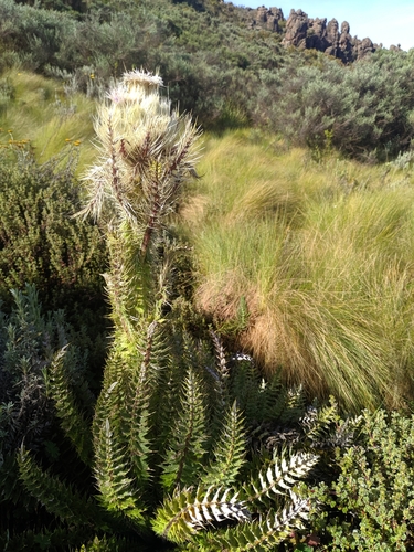 Carduus keniensis image